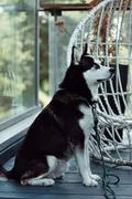 Photo — a husky
