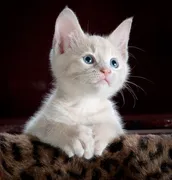 Photo — a stock kitten